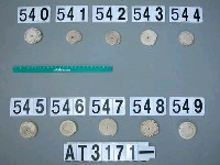 藏品(芋螺貝)的圖片